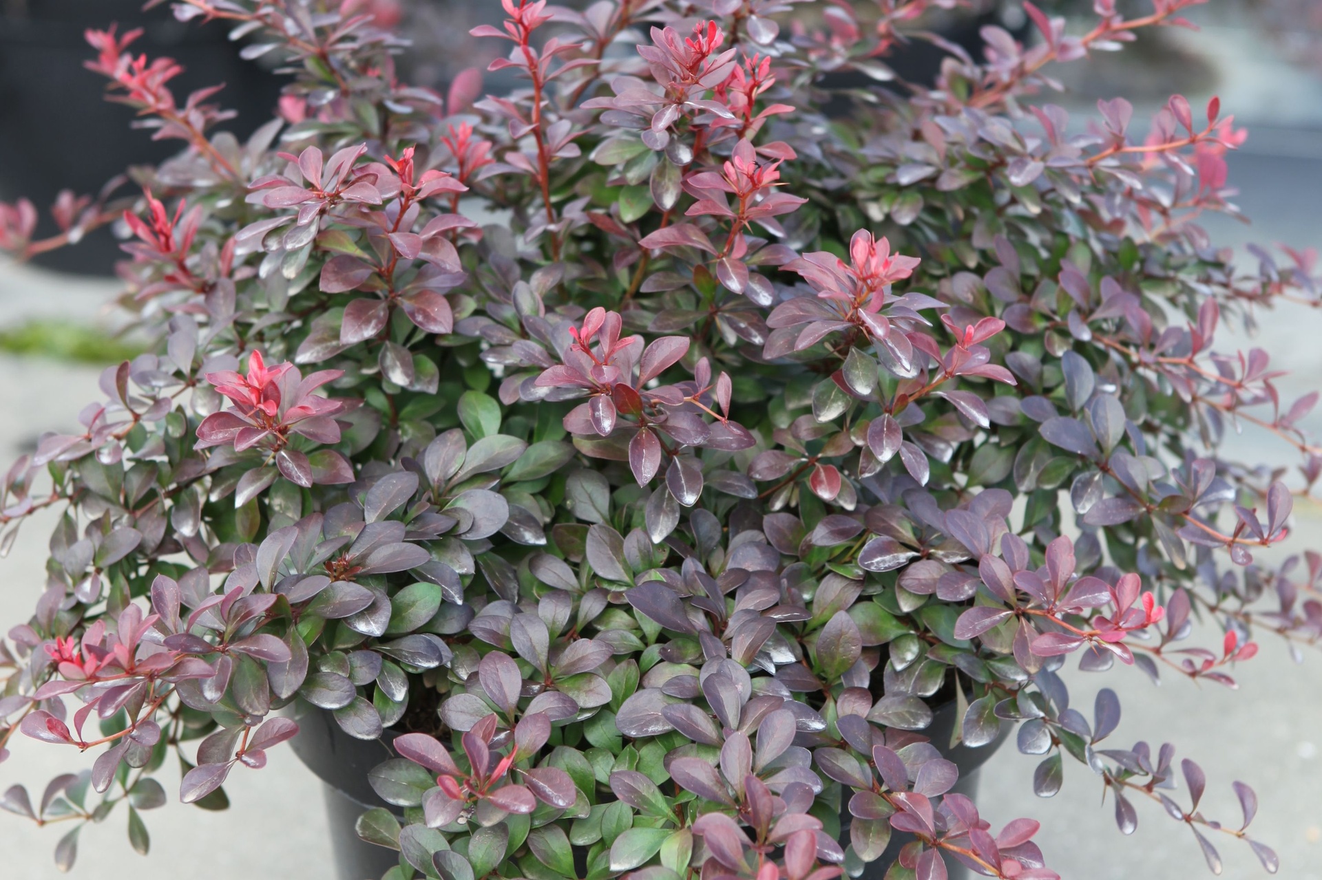 Барбарис тунберга Атропурпуреа Нана